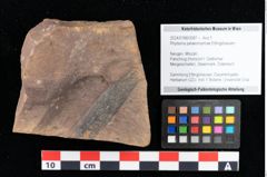 Foto (Objekt + Etikett) von Rhytisma palaeomyricae Ettingshausen (NHMW-GEO-2024-0188-0087)
